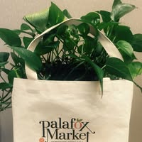 Palafox Market