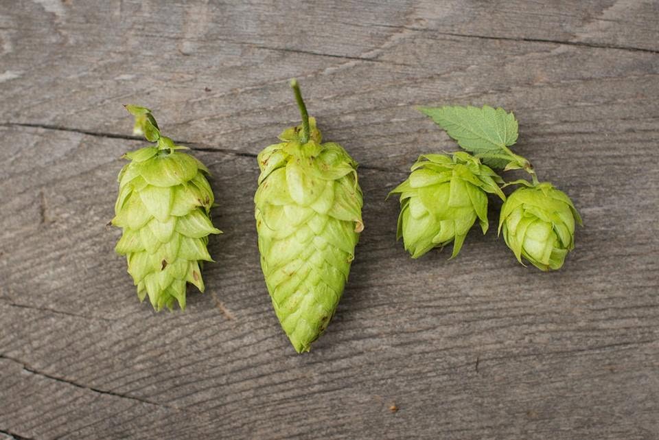 Tilted Barn Brewery's Summer Market