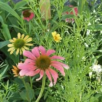Los Alamos Farmers' Market