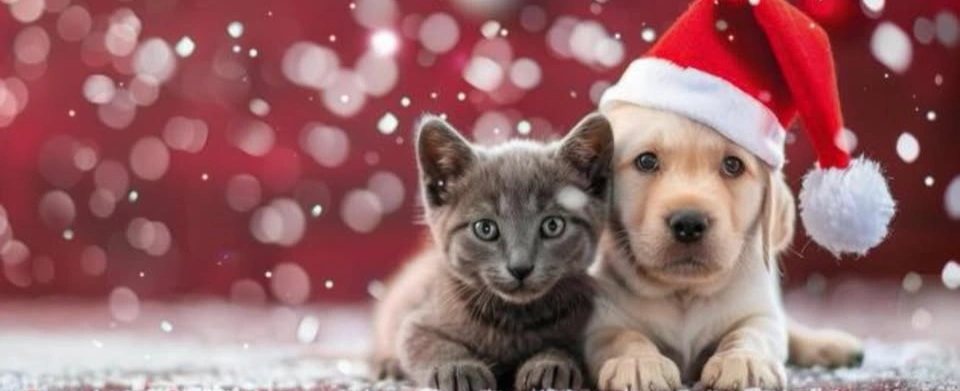 Santa Paws - Christmas Pet Fair