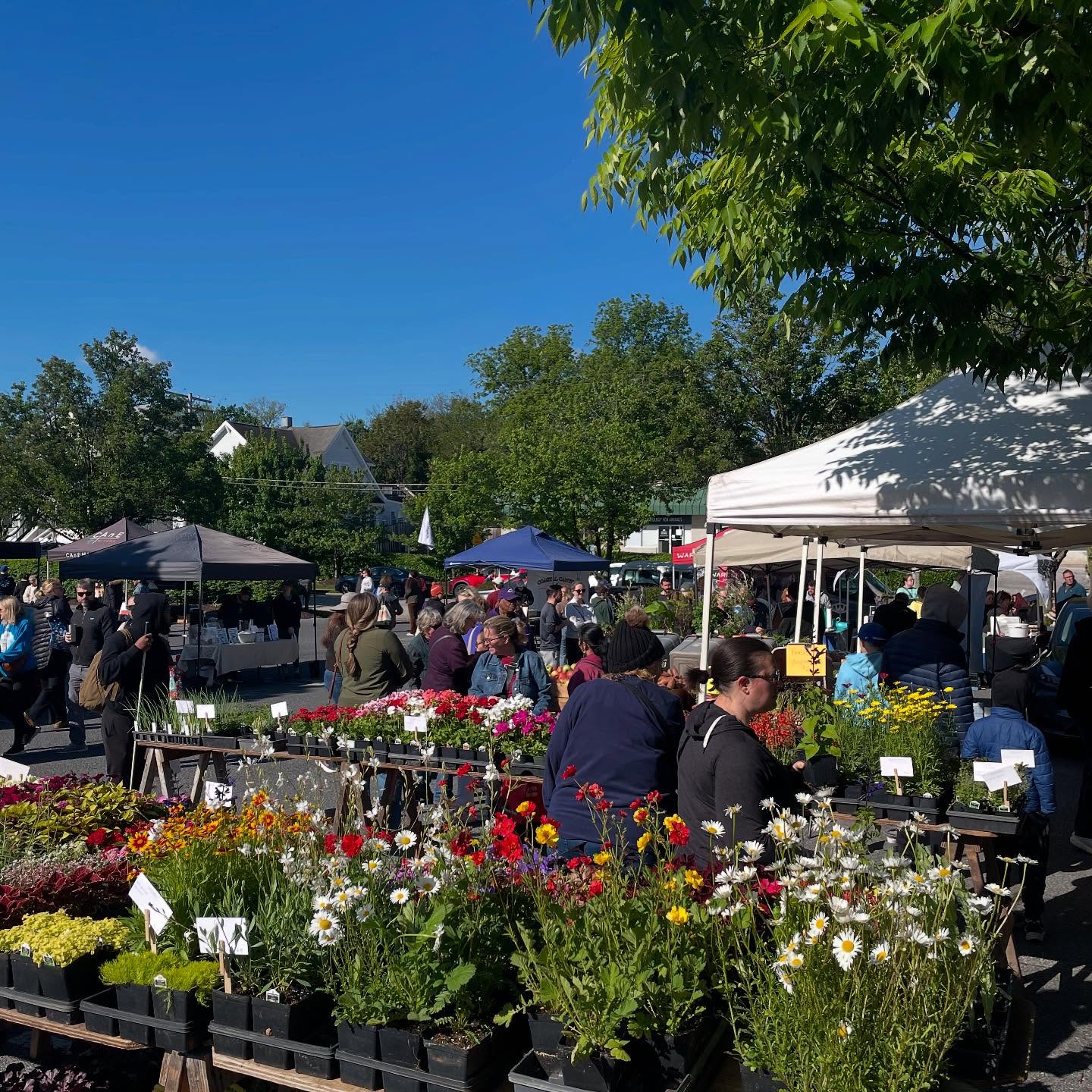 Catonsville Sunday Farmers Market