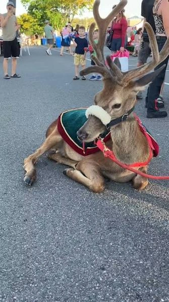 Lockyer Valley Christmas Carnival - LocalStalls
