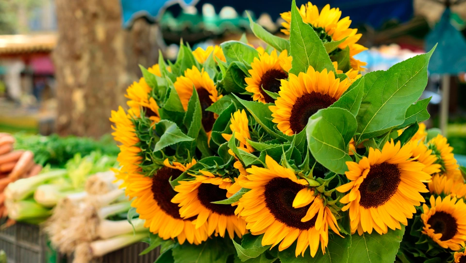 Nutley Farmers Market
