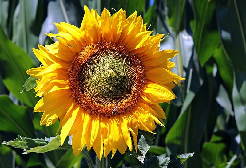 Middleton Farmers Market